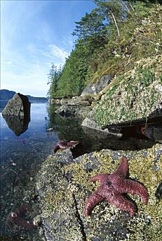 赭色,海星,一对,岩石,岸边,退潮,格里夸湾,温哥华岛,不列颠哥伦比亚省,加拿大