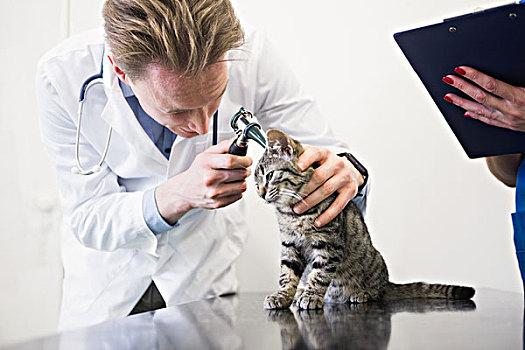 兽医,检查,耳,小猫,耳镜,诊所