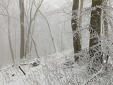 积雪,树,树林