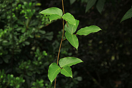 藤蔓植物