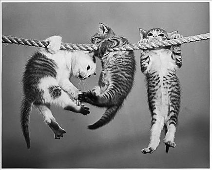 三个,小猫,悬挂,绳索