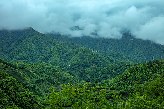 茶园,山区,土地,湖北,神农架,大山,种植,经济作物,农村,茶农