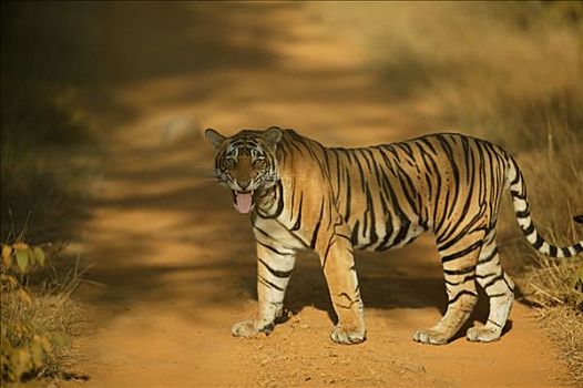 虎,咆哮,伦滕波尔国家公园,印度