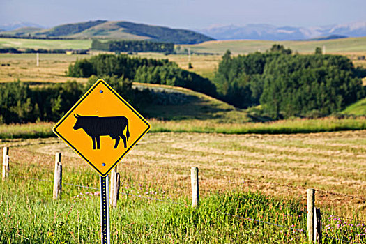 牛,路标,土地,群山,背景,艾伯塔省,加拿大