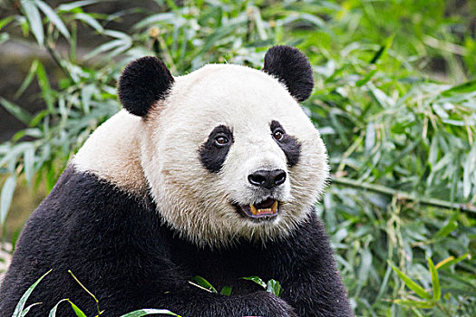 中国,四川,成都,大熊猫,熊,吃,竹笋,研究,饲养
