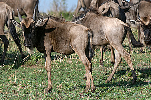 角马,马赛马拉国家保护区,肯尼亚