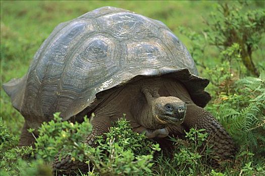 加拉帕戈斯巨龟,加拉帕戈斯象龟,圣克鲁斯岛,加拉帕戈斯群岛,厄瓜多尔