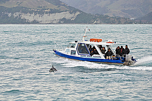 微暗,海豚,成年,水面急行,旁侧,旅游,船,南岛,新西兰