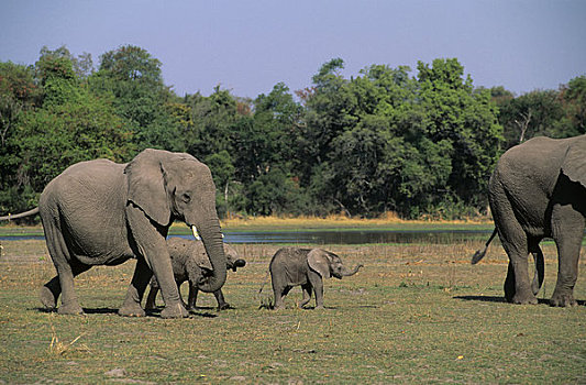 博茨瓦纳,奥卡万戈三角洲,大象,幼仔