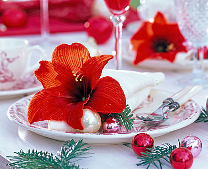 圣诞节,餐巾,红色,朱顶红,孤挺花