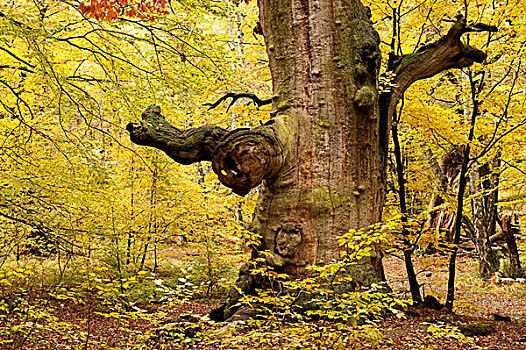 橡树,自然保护区,树林,霍夫根斯玛尔,北方,黑森州,德国,欧洲