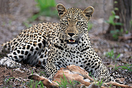 豹,成年,捕食,看,专注,沙子,禁猎区,克鲁格国家公园,南非,非洲