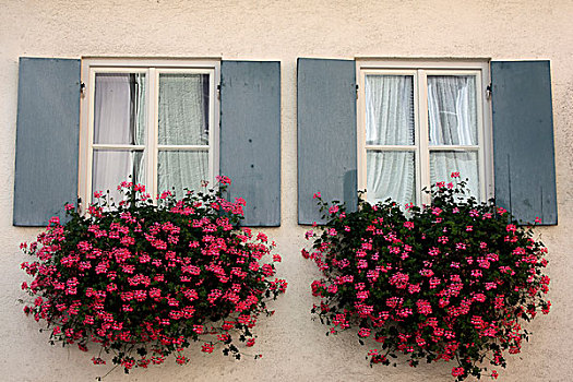 窗户,花,盒子