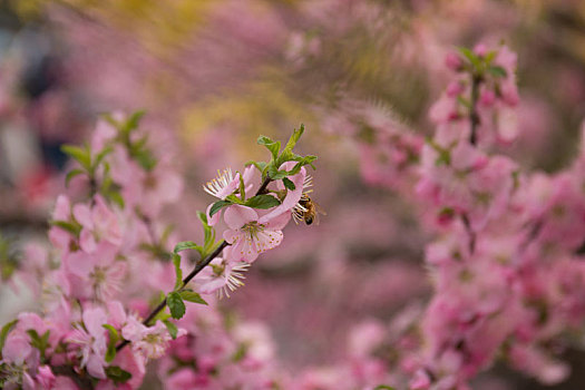 花朵组图