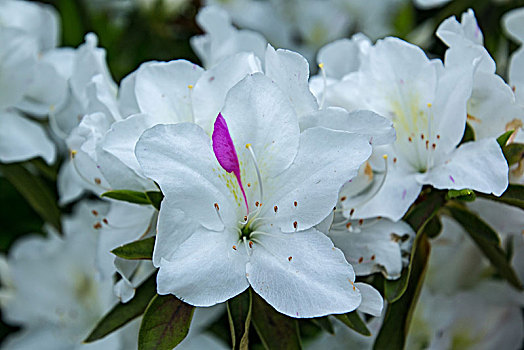 白色杜鹃花卉特写