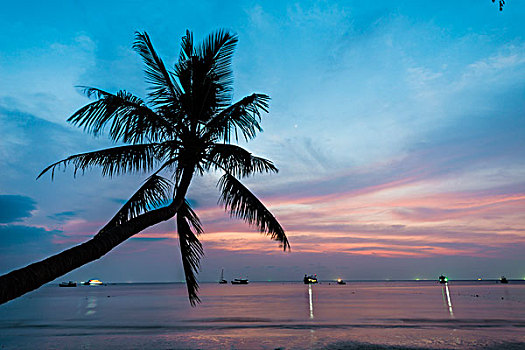 棕榈树,日落,海洋,南海,海湾,泰国,龟岛,亚洲