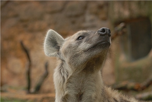 斑鬣狗