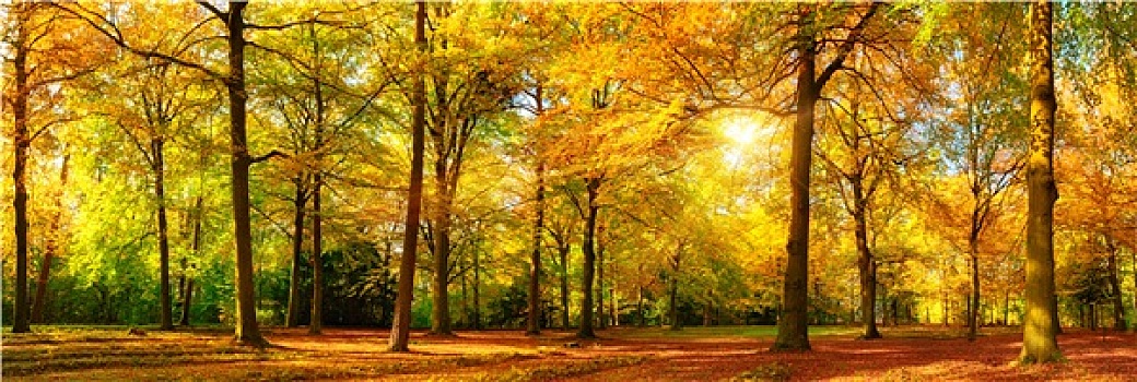 秋季,森林,全景