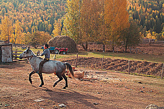 新疆阿勒泰喀纳斯骑马的小孩子