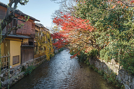 日本京都历史老城区祗园新桥通街区景观和枫叶河流