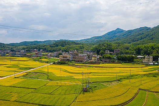 广西苍梧,希望的田野,丰收的景象