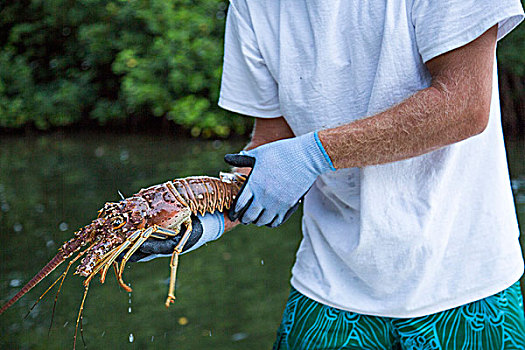 一个,男人,新鲜,抓住,大螯虾,季节,收获,佛罗里达,龙虾,佛罗里达礁岛群