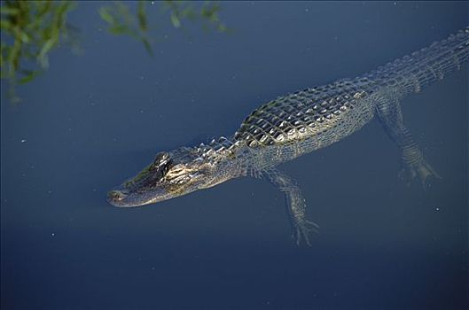 美国短吻鳄,幼兽,淹没,大沼泽地国家公园,佛罗里达