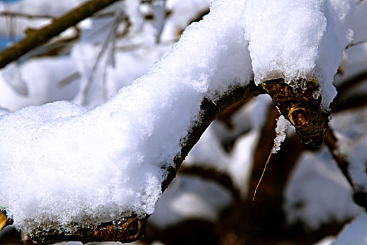 大雪后树梢上的白色雾凇特写