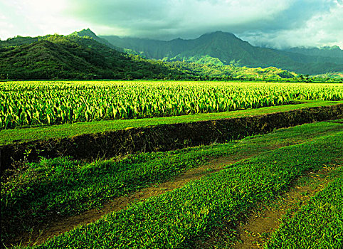 美国,夏威夷,考艾岛,茂密,山谷,芋头,地点