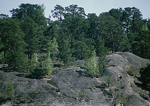 瑞典,岩石,风景,树
