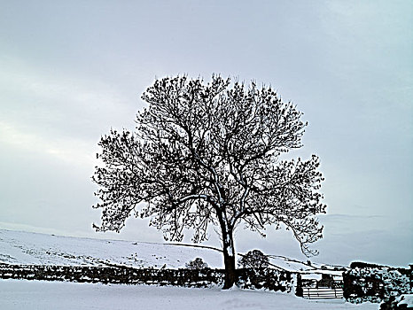 英格兰,北约克郡,靠近,雪,遮盖,地面,传统,墙壁,遥远,角,约克郡谷地,冬天