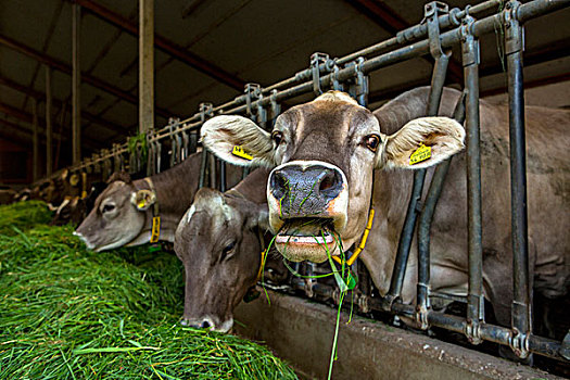 母牛,谷仓,地区,巴伐利亚,德国,欧洲