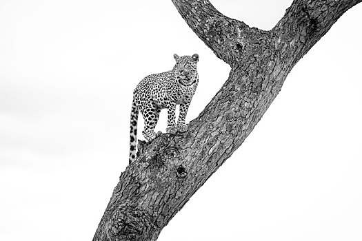 豹,站立,树,看别处,黑白