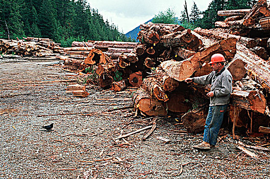 木材业,分类,工作,乌鸦,温哥华岛,不列颠哥伦比亚省,加拿大