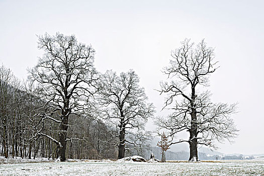 三个,孤单,老,橡树,冬天,地区,萨克森安哈尔特,德国