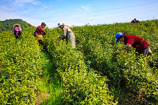 采茶,茶叶,茶场,采摘,春茶