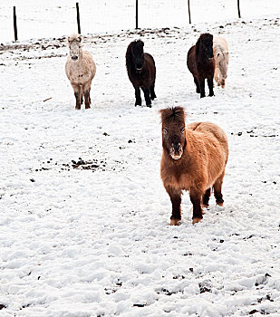 可爱,图像,设得兰矮种马,小马,雪中,遮盖,地点,冬天