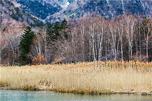 树林,湖