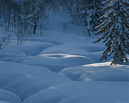 雪原