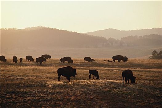 美洲野牛,野牛,牧群,放牧,草原,南达科他