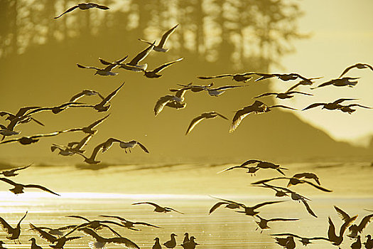 海鸥,飞跃,海滩,长滩,环太平洋国家公园,自然保护区,温哥华岛,不列颠哥伦比亚省,加拿大