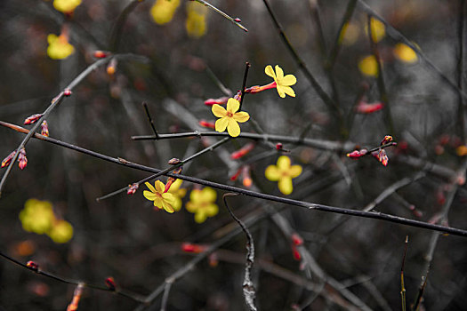 迎春花