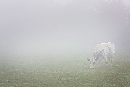 母牛,放牧,地点,密集,秋天,雾气