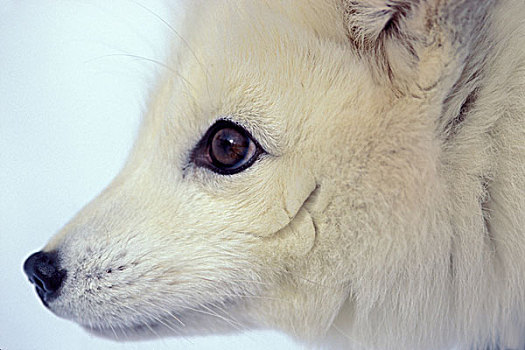 北极狐,脸,阿拉斯加