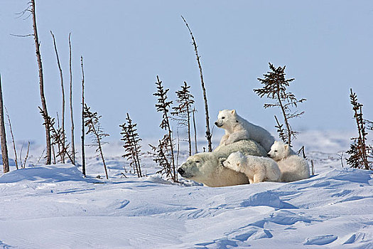 北极熊,母熊,床,休息,幼兽,瓦普斯克国家公园,曼尼托巴,加拿大,冬天