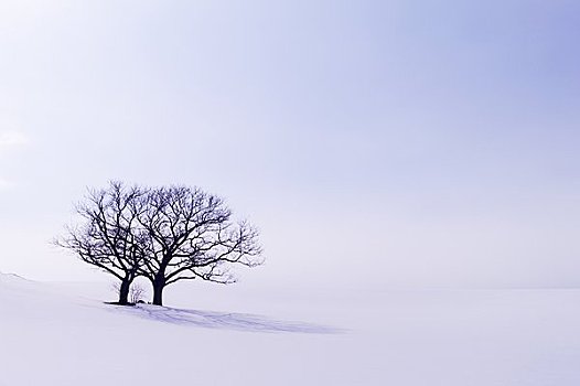 相似,树,雪,山