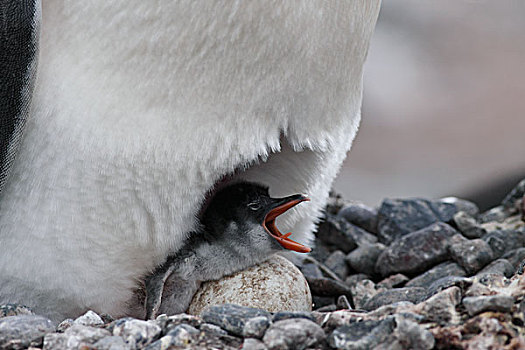 巴布亚企鹅,幼禽,蛋,岛屿,南极
