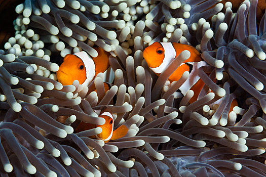 小丑,海葵鱼,眼斑海葵鱼,巴厘岛,印度尼西亚