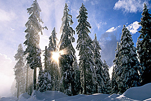 亮光,树,省立公园,北温哥华,不列颠哥伦比亚省,加拿大