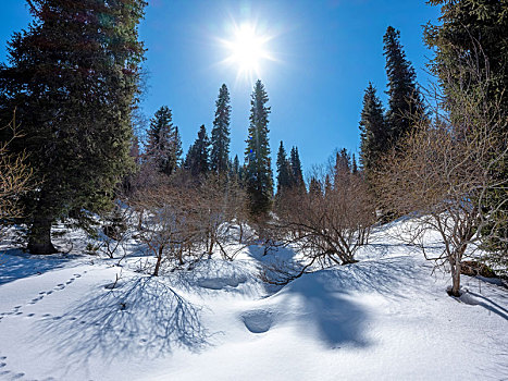 新疆冬季林区